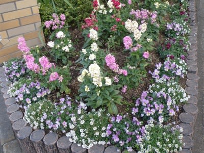エリア７ ２月の花壇 ストックやビオラ アリッサム ｎｉｗａ ｎｉｈａ ｈａｎａ 庭には花