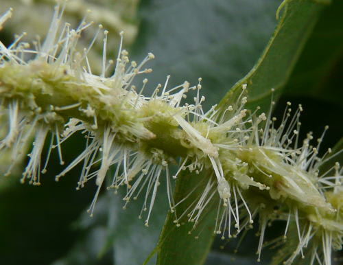 栗の花　雄花