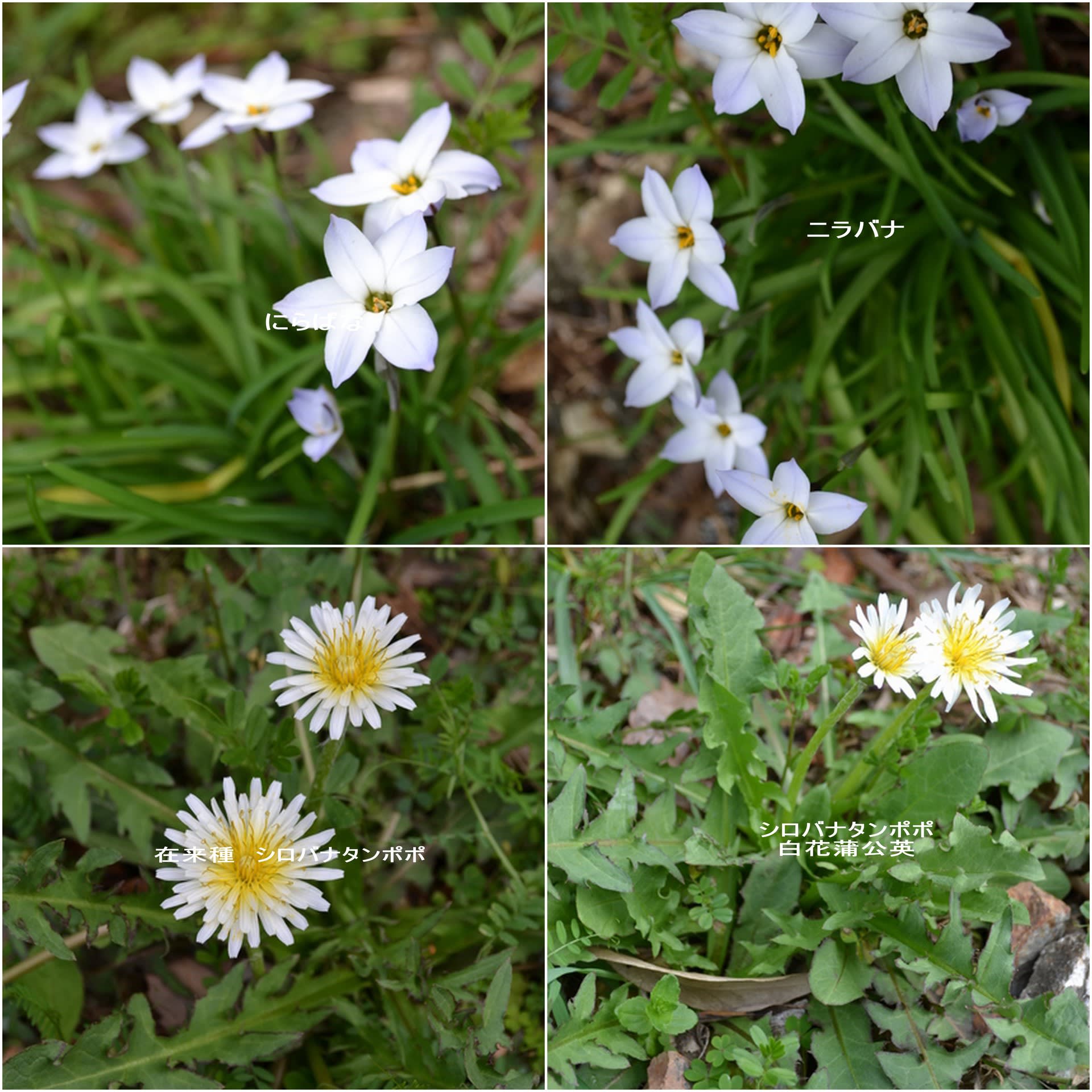 吾岡山に３月に咲く白い花 うーたんのフォト日記
