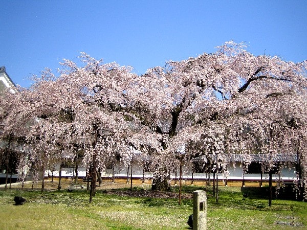 霊宝館前の枝垂桜