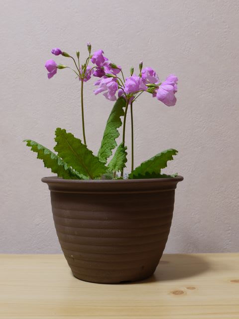 さくらそう 浜千鳥 草花好きのひとりごと