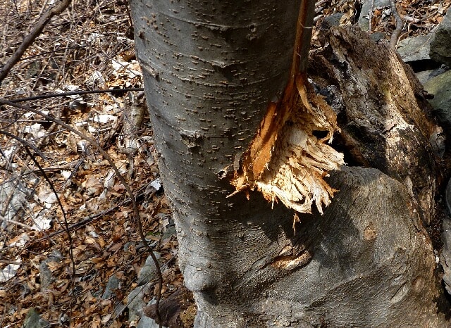 山道脇の木の幹に鋭い熊の爪痕。まだ新しい。怖いなあ～
