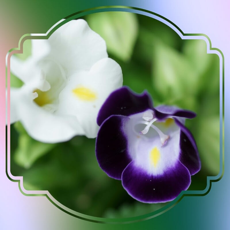 Fntuxu0 Lbkaqm Fntuxu0 Lbkaqm