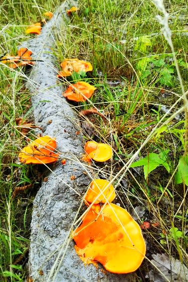 梅雨空下に鮮やかオレンジ色のキノコ こちら噂の情報局