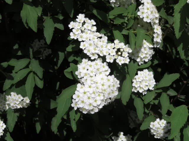 俳句の季題としても好まれるコデマリ 野の花 庭の花
