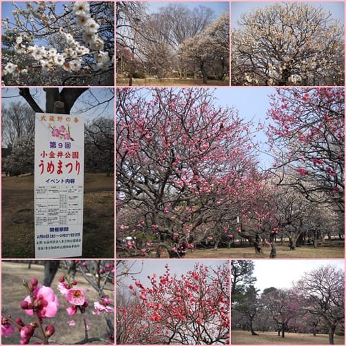 小金井公園の梅 老人のパソコン日記