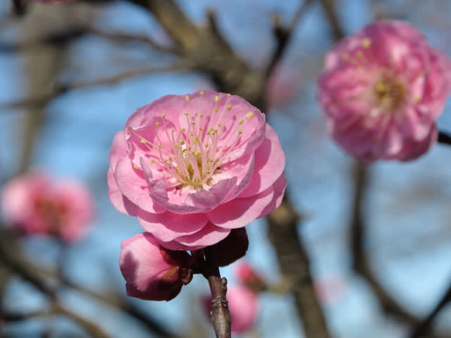 ウメ（八重寒紅）