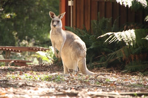 オーストラリア シドニー旅行3日目no 4 野生のカンガルー探し 幸せななまけ者になろう