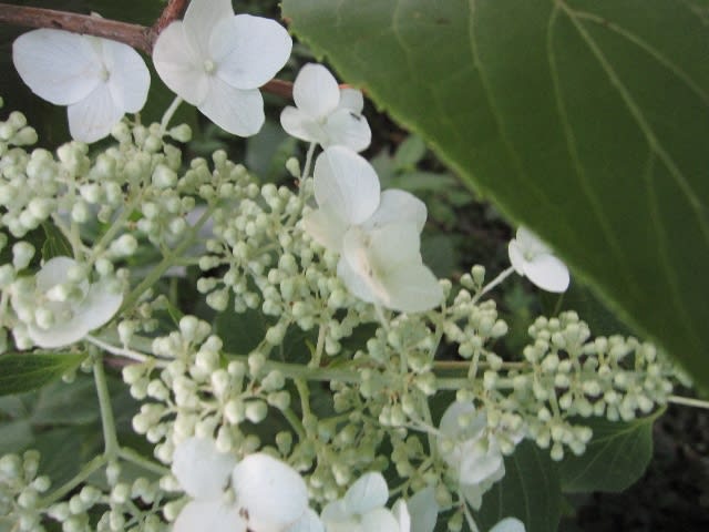 柏葉紫陽花と糊空木 せっかくですから 柏葉紫陽花と糊空木 せっかくですから