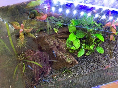 水替えサボってます あたたかアクア