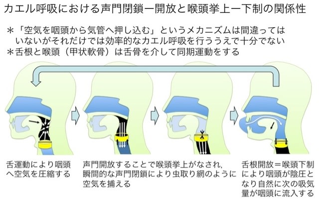 カエル呼吸 舌咽頭呼吸 のメカニズムを再考する 東埼玉病院 リハビリテーション科ブログ