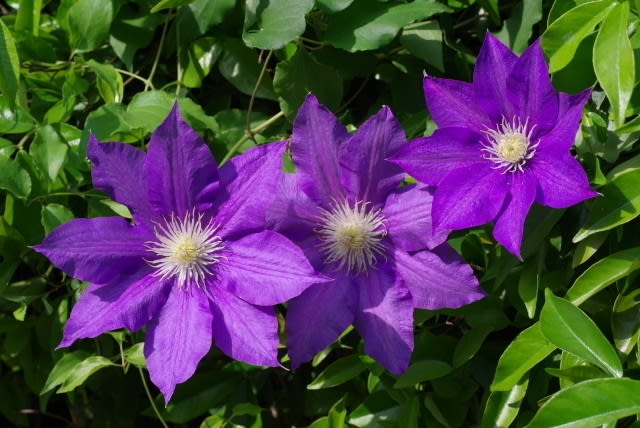 クレマチス 品種の違いによって長く楽しめる花は9月12日の誕生花 Aiグッチ のつぶやき
