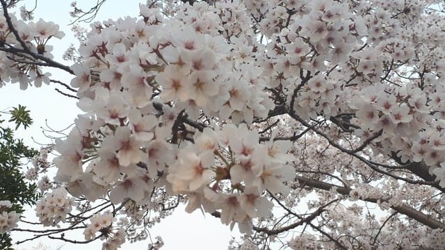 けいはんな記念公園 今年も桜がいっぱい咲きました ひとりごと日記 ただ今 散歩中