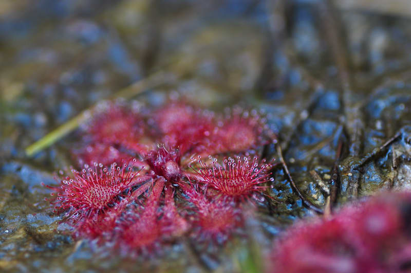 八竜湿地 食虫植物 モンセンゴケ の色は赤い 自然と遊ぶ