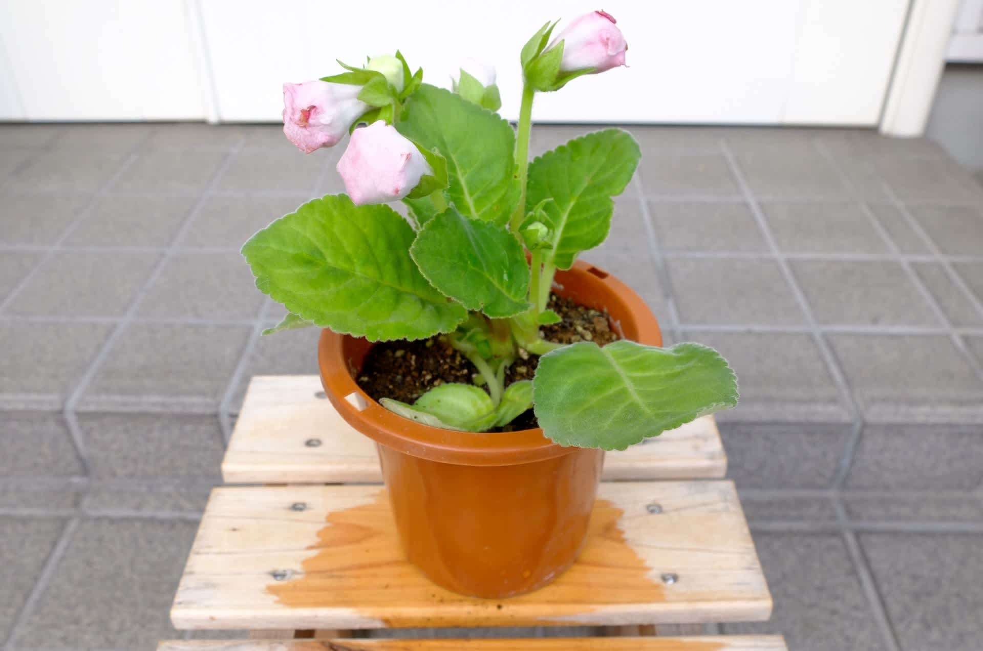 グロキシニア のブログ記事一覧 2ページ目 つぶれ梅の花いじり草いじり グロキシニア のブログ記事一覧 2ページ目 つぶれ梅の花いじり草いじり