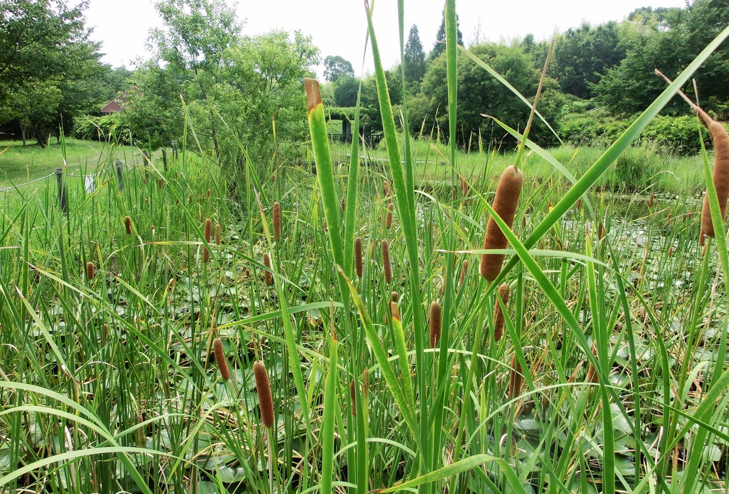 ガマノホ 蒲の穂 ガマ科 ひげ爺さんのお散歩日記 ガマノホ 蒲の穂 ガマ科 ひげ爺さんのお散歩日記