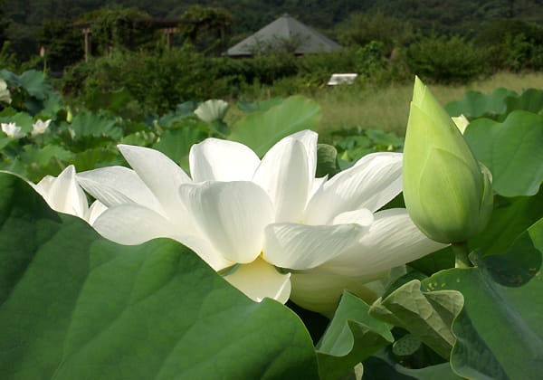 「蓮の花③」