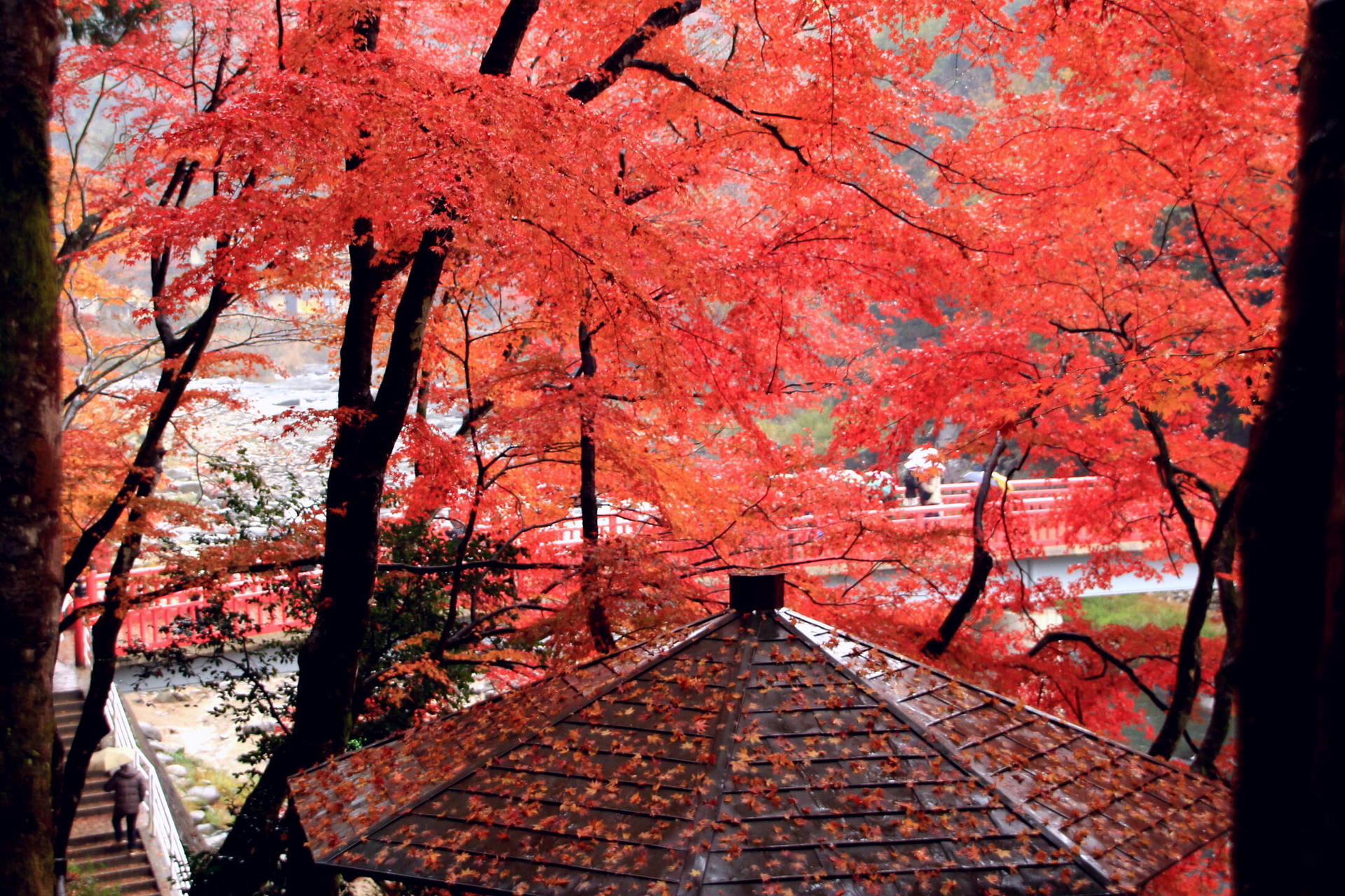 雨の中の紅葉　Ⅱの画像