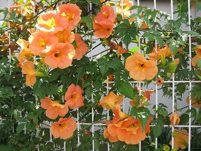 ７月１４日 土 ノウゼンカズラ ミ の 花 暦