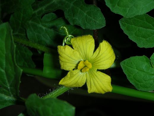 ピーマンの花びらは何枚 Ichii島大賑わい Colors Of Breath ピーマンの花びらは何枚 Ichii島大賑わい Colors Of Breath