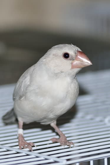 文鳥たち 気まぐれ猫の徒然の日々