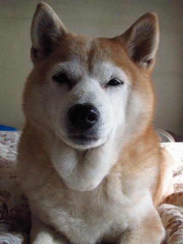 ローズ おはよ ローズ おはよ