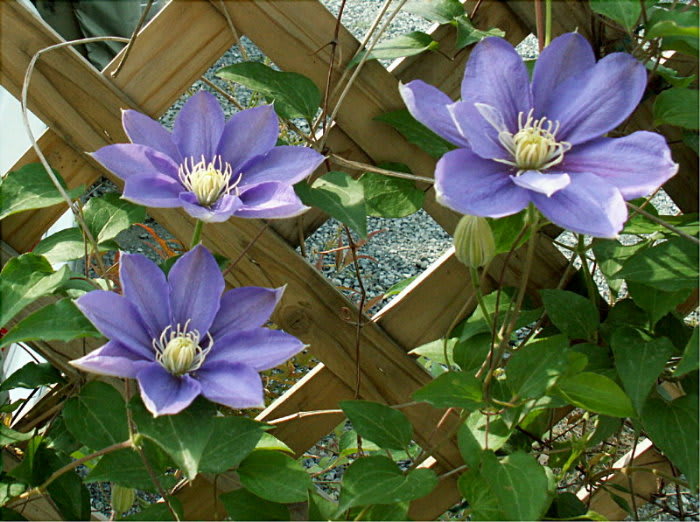 陽をうけて 青鉄扇の細き芯 クレマチス 花の公園 俳句 ｉｎｇ
