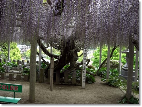 香月 吉祥寺の藤 八幡 やはた やわた はちまん