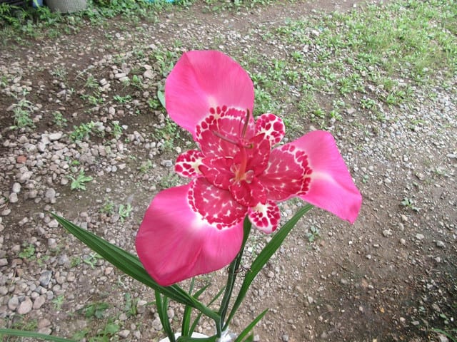 今日の花 チグリジア Iticoの平々凡々な日々