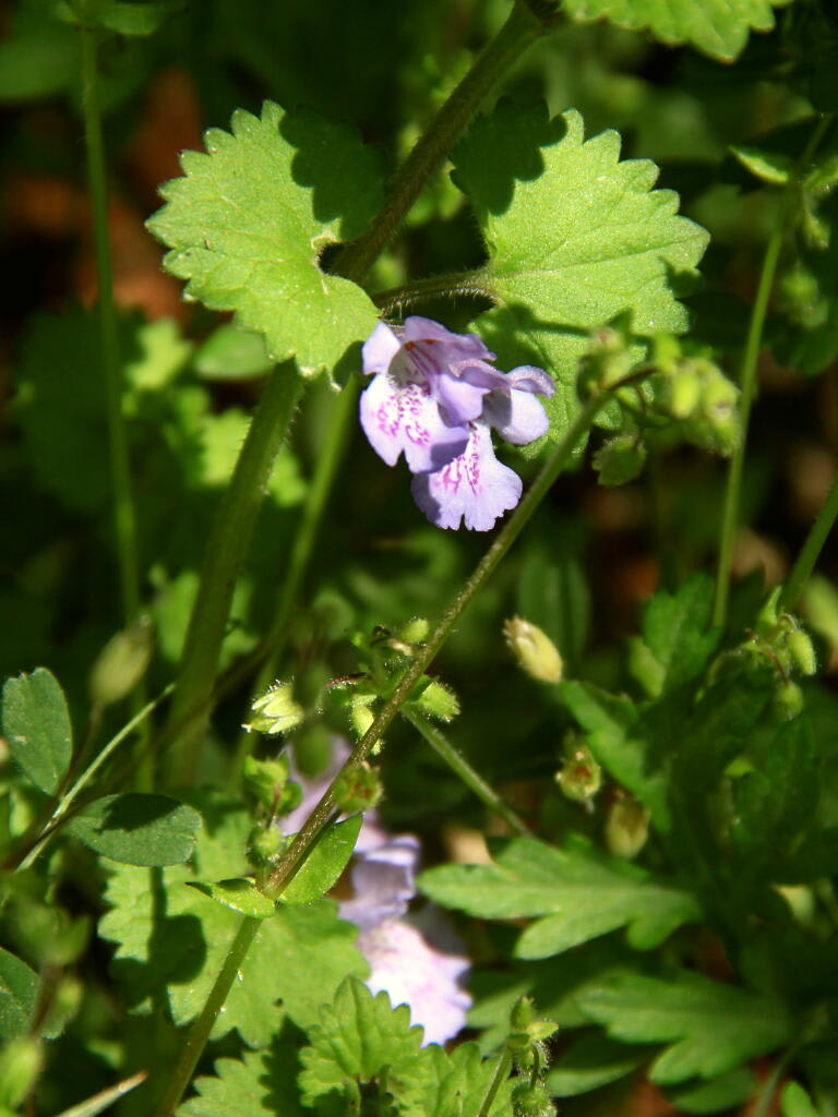 季節の野草　１の画像