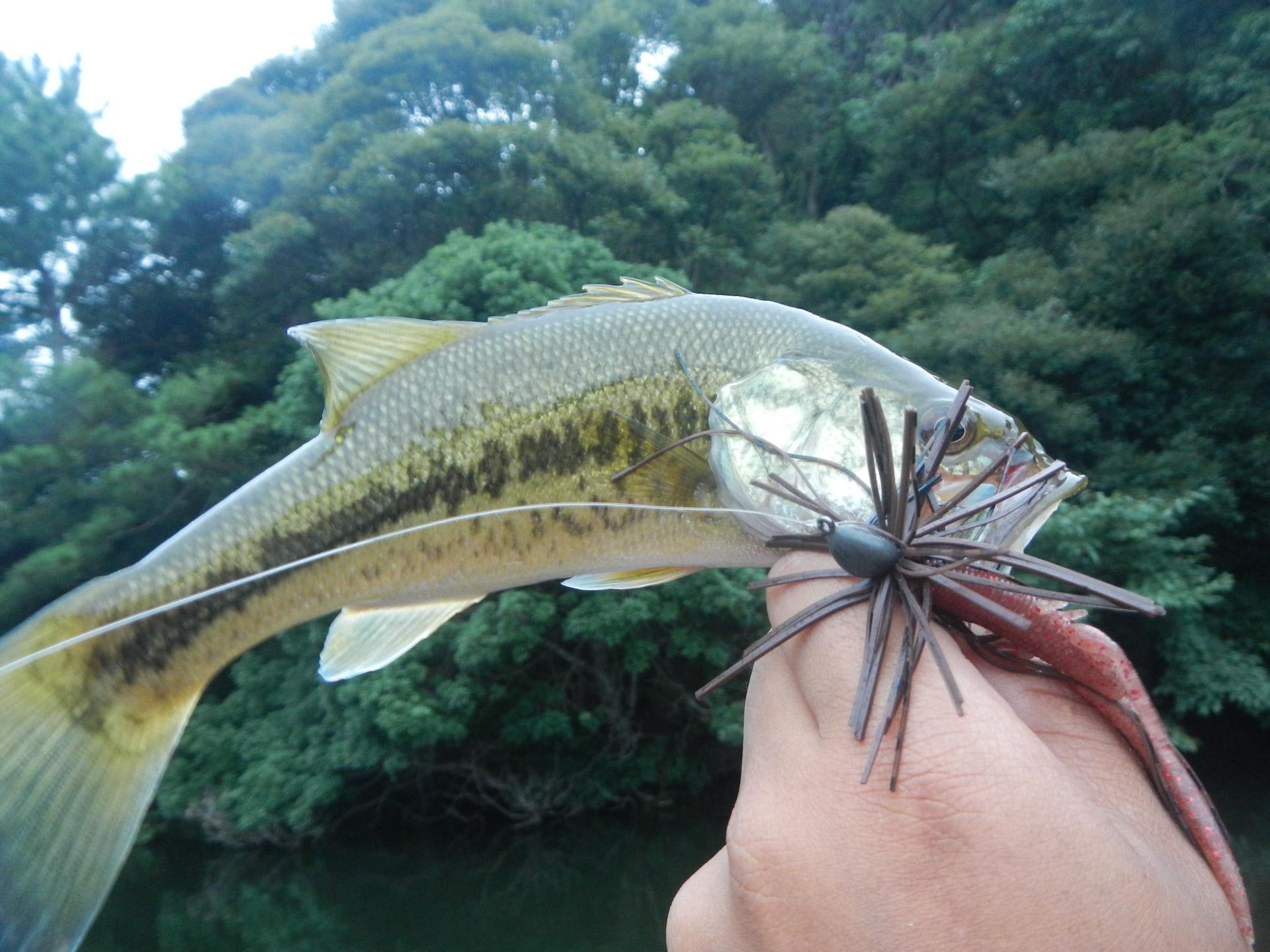 涼しいボート釣り Matsuのビッグバイト日誌