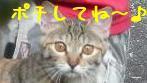 日本ブログ村ＭＩＸ縞猫バナー