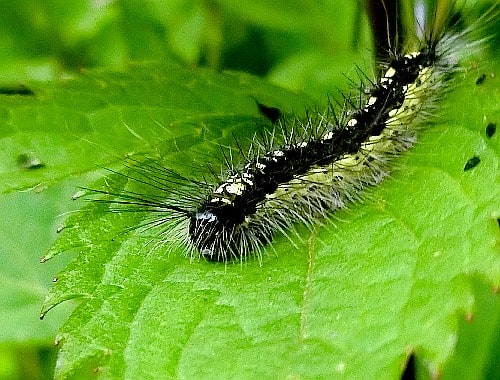 私はこれで腰痛が悪化しました キアシドクガ幼虫の大量発生 花と徒然なるままに