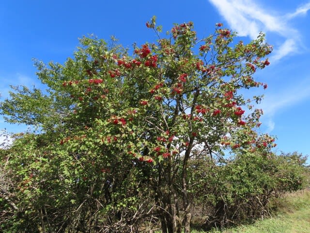 高ボッチ高原・鉢伏山で最近見る事の出来る実・種　カンボク（肝木）の核果