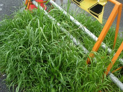 grass009.jpg: 道端の雑草が春雨に濡れて青みを増す