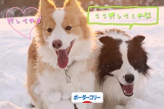 にほんブログ村 犬ブログ ボーダーコリーへ