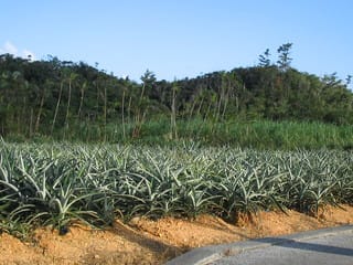 パイナップル畑 沖縄での一人暮らし