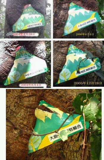 091125tree4