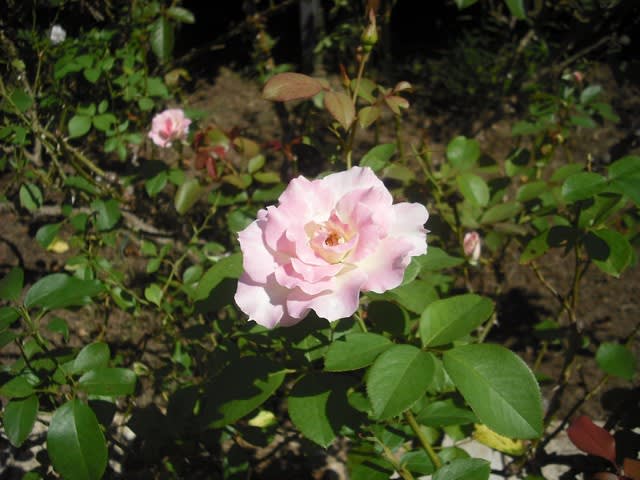 かなりピンク色です バラのブライダルピンク 熊牟田の風景写真