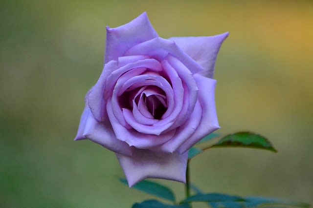 紫のバラ Lucky Photo 俳句と野鳥