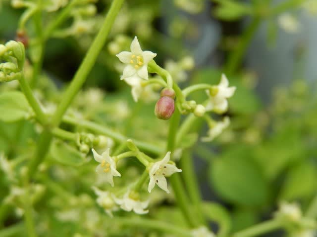 小さい小さい花 アカネ 茜 植物大好き 出会い ときめき 癒し