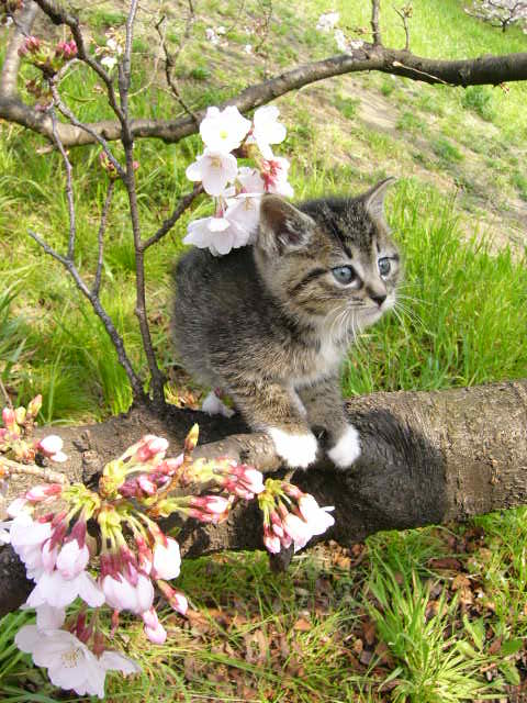 ノラ猫 捨て猫を減らすためのチャリティーフリーマーケットの御知らせ キャットカーヴィング 猫 ねこ ネコ の猫の木彫りワールド