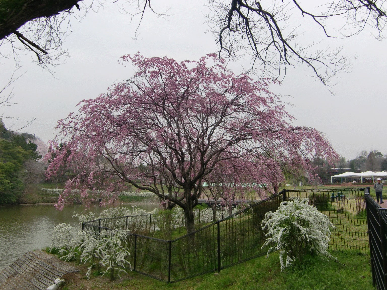 曇り空と桜～☆の画像