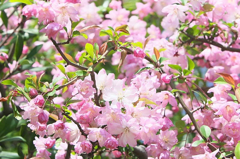 ハナカイドウの妖艶な花 東十条探偵団2 ハナカイドウの妖艶な花 東十条探偵団2