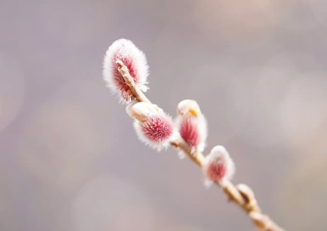 春を告げる花 赤いネコヤナギ 四季の花と風景写真