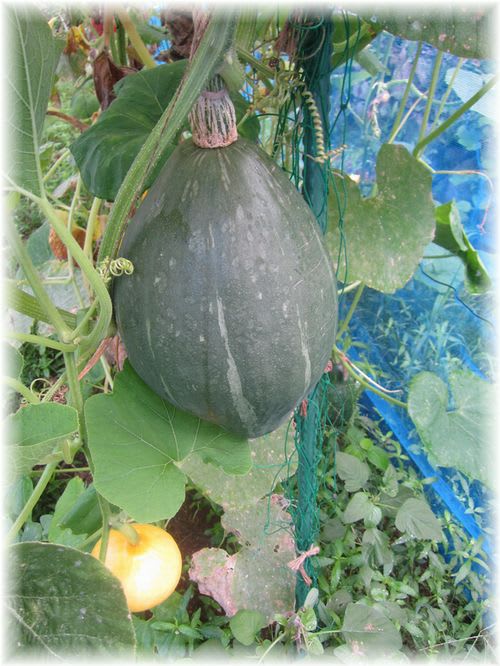 ロロン 2012年8月18日