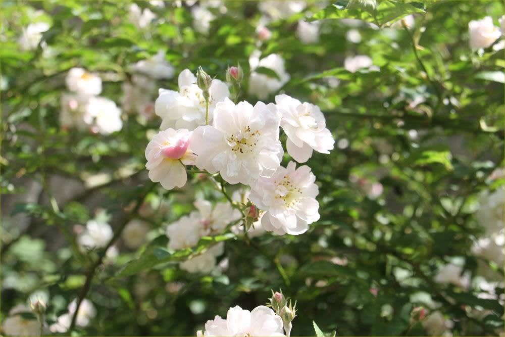 ポールズヒマラヤンムスクの半日陰の庭 M S Small Garden Milky Mamaの小さな庭