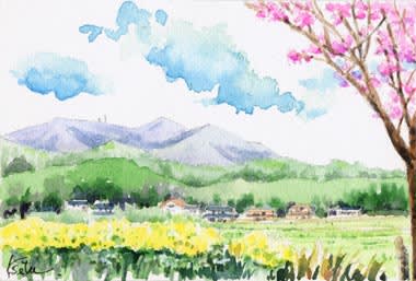 菜の花と八重桜 おさんぽスケッチ にじいろアトリエ 水彩 色鉛筆イラスト スケッチ