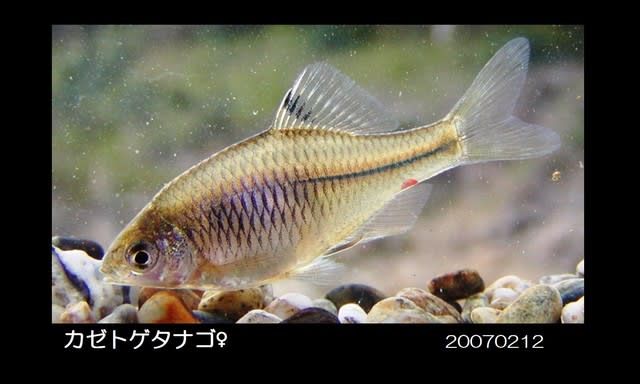 私が出会ったタナゴたち - 私魚人（あいうおんちゅ）～定年親父