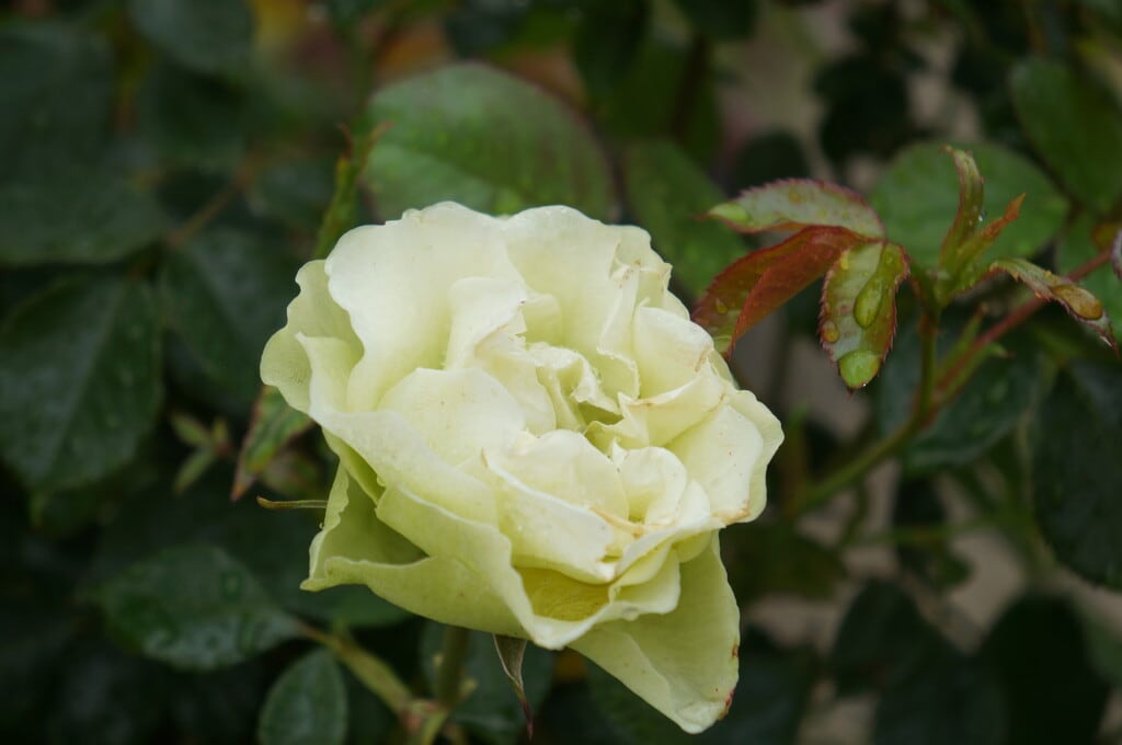 黄色いバラ レヨンドゥソレイユ に異変が Nasu Star S Blog